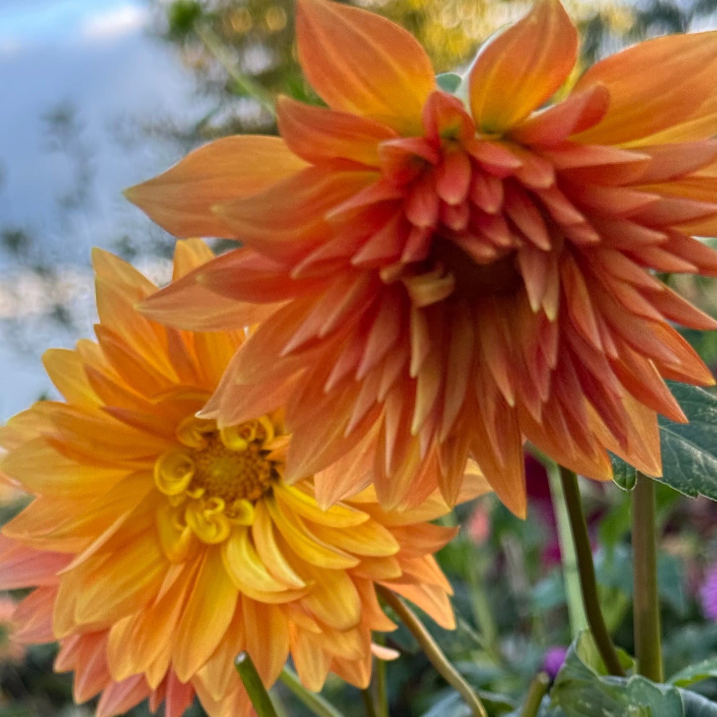 Bloomquist Egypt Dahlia