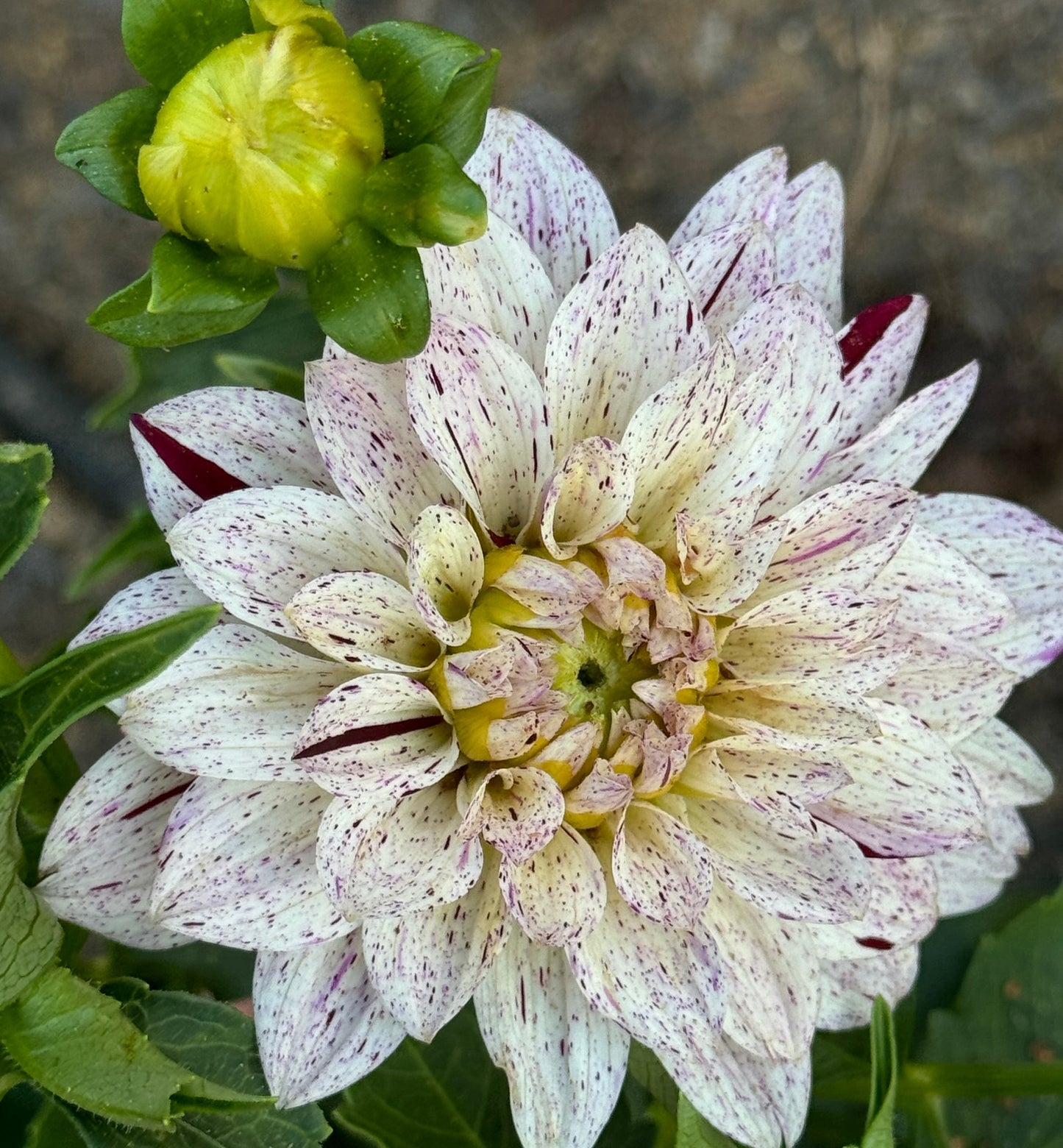 Crimson Snow Dahlia