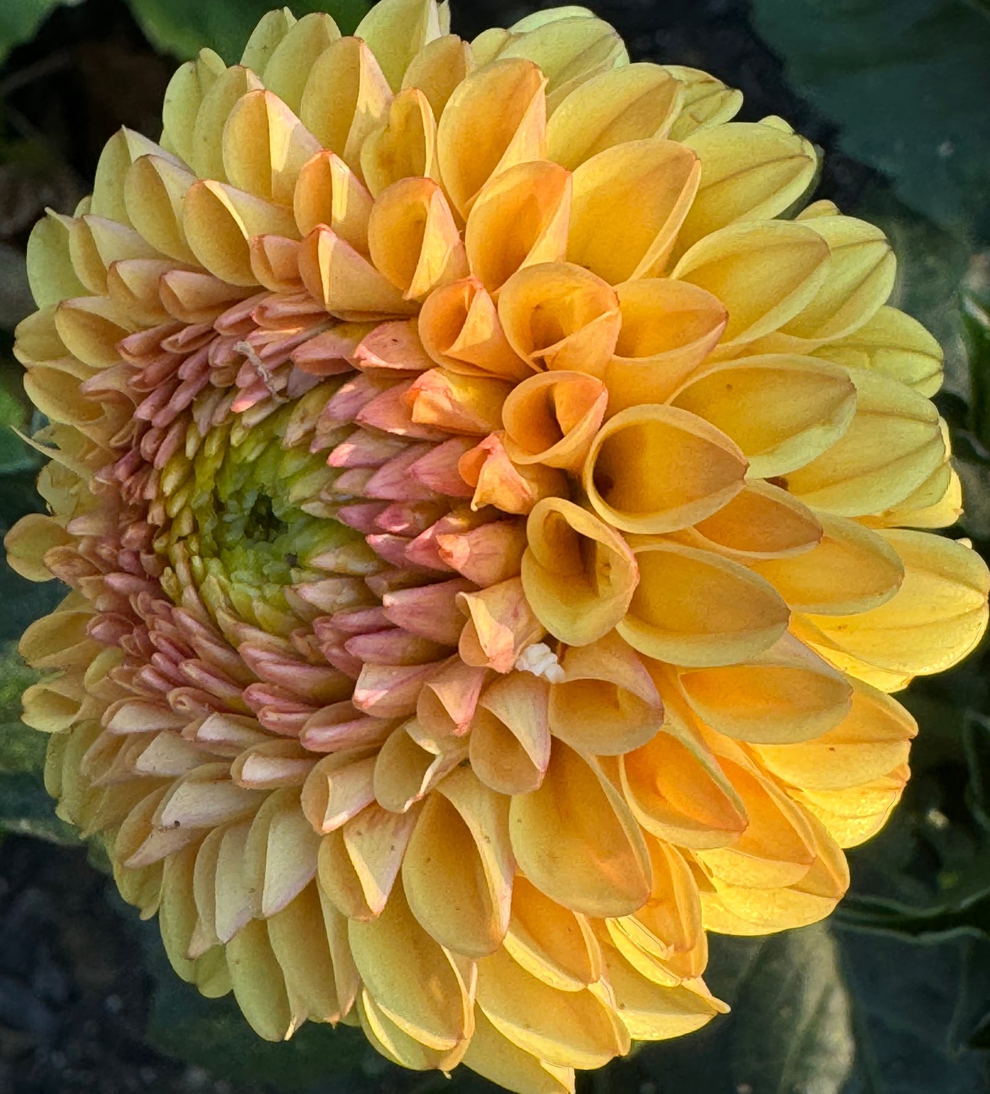 Hollyhill Golden Boy Dahlia