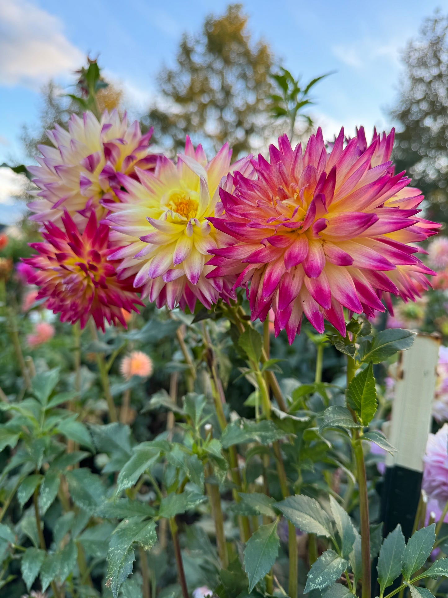 Trelyn Phianon Dahlia
