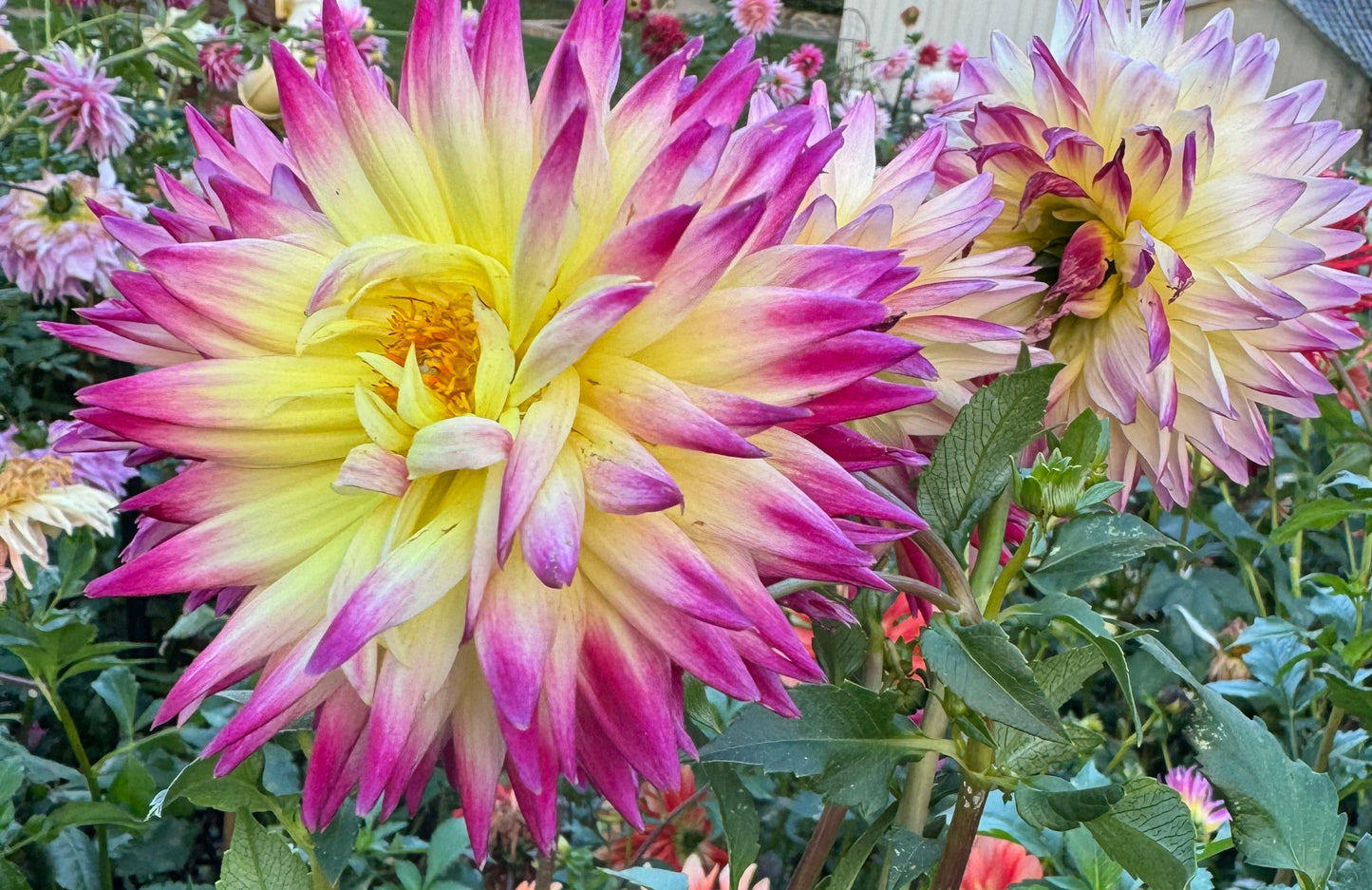 Trelyn Phianon Dahlia