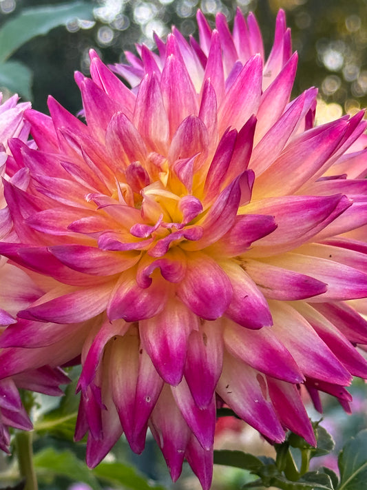 Trelyn Phianon Dahlia