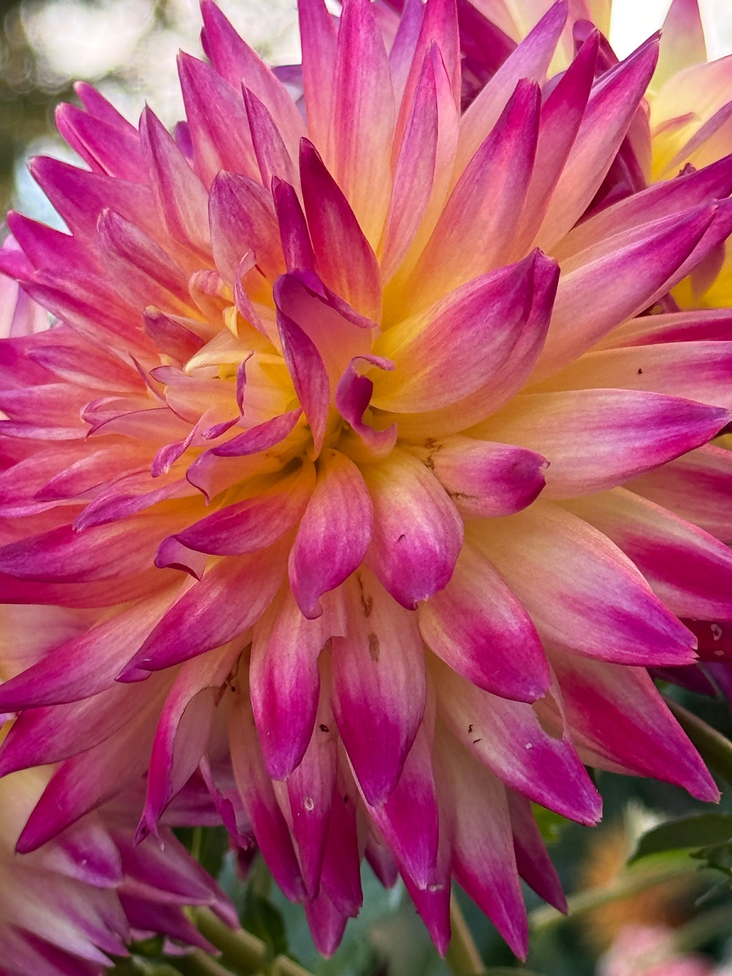 Trelyn Phianon Dahlia