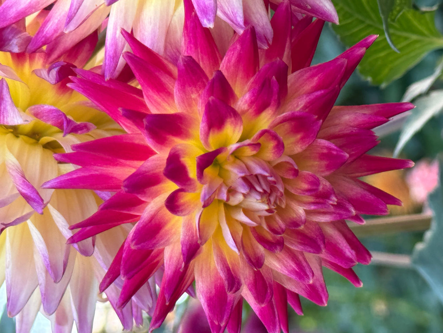 Trelyn Phianon Dahlia