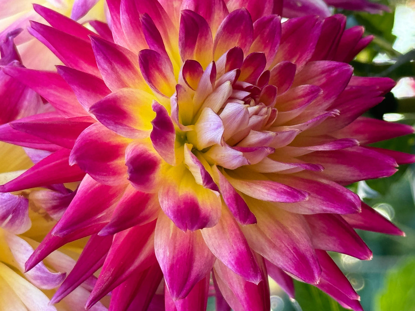 Trelyn Phianon Dahlia