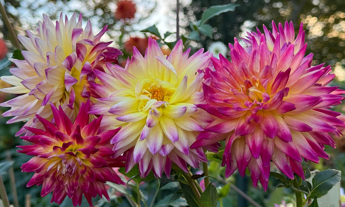 Trelyn Phianon Dahlia