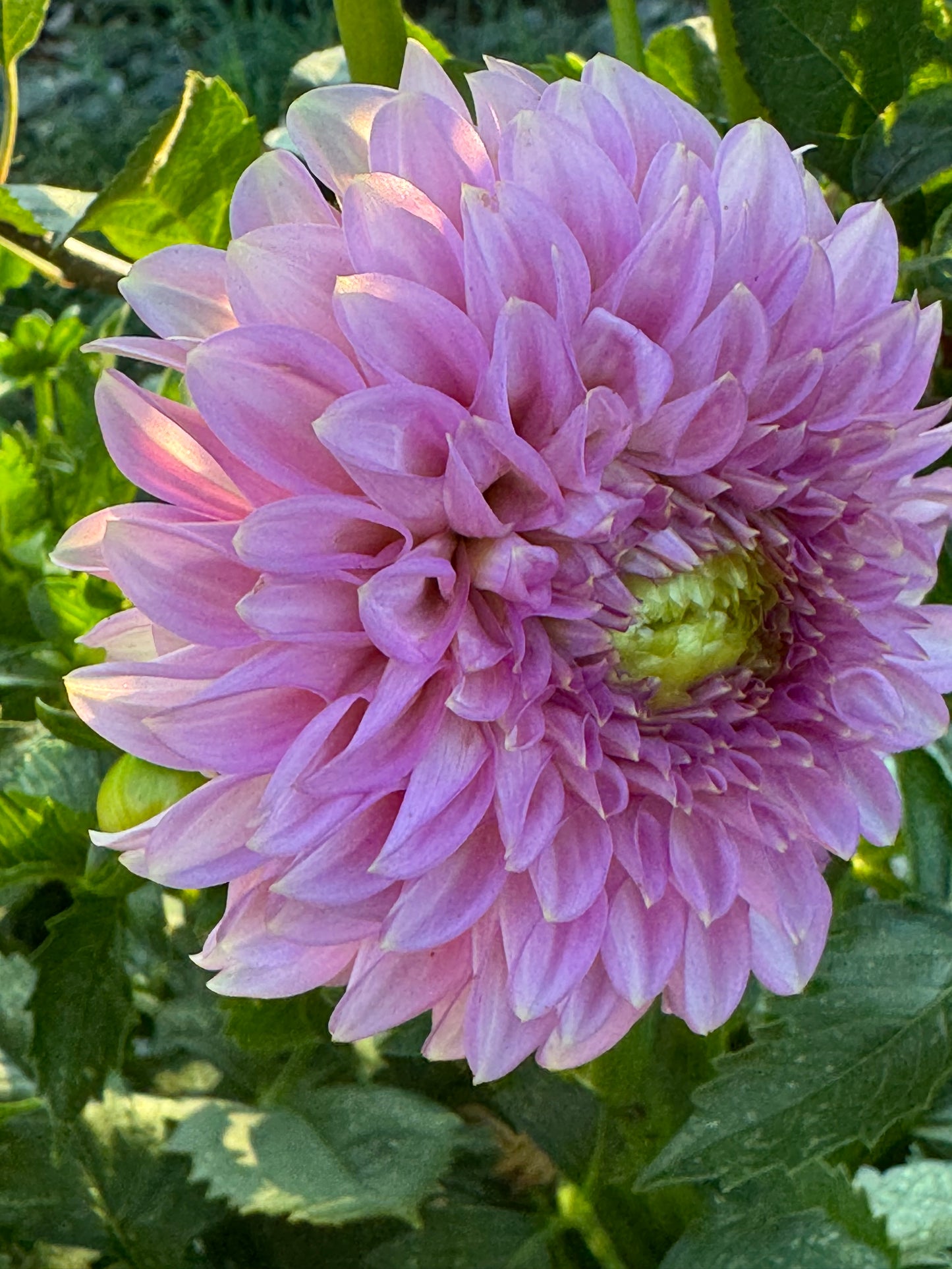 Bloomquist Pink Parfait Dahlia