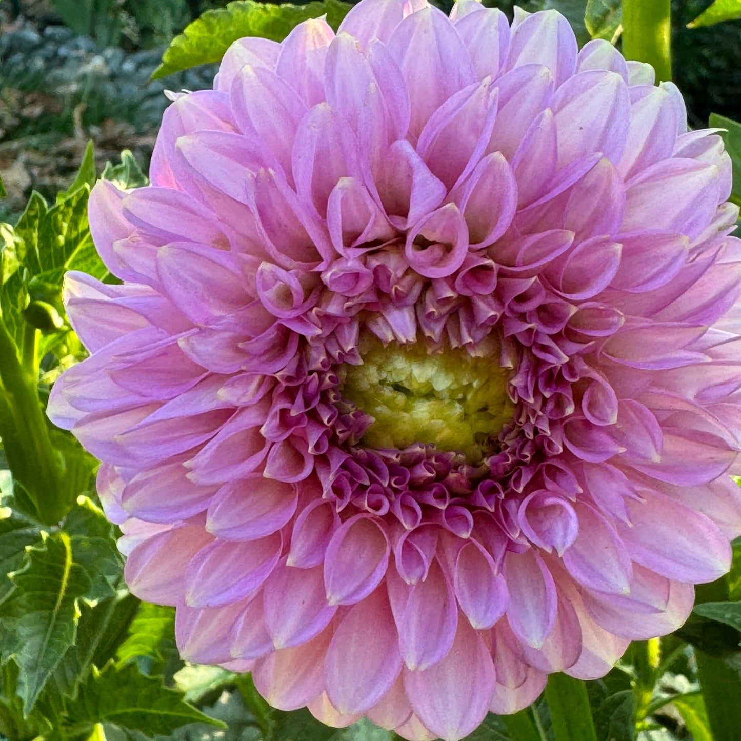 Bloomquist Pink Parfait Dahlia