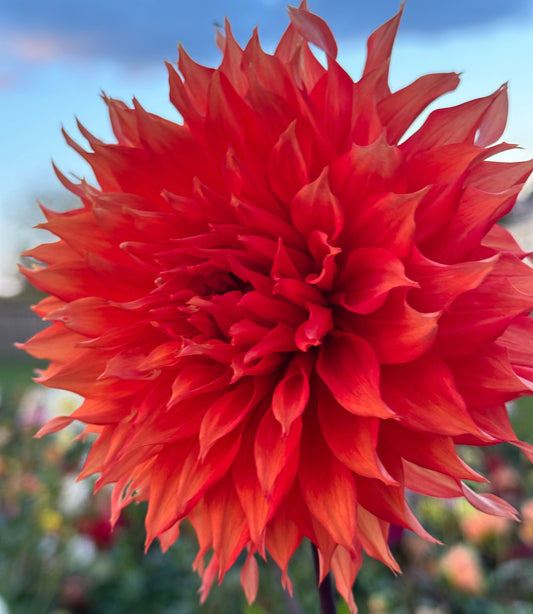 Allen’s Tsunami Dahlia