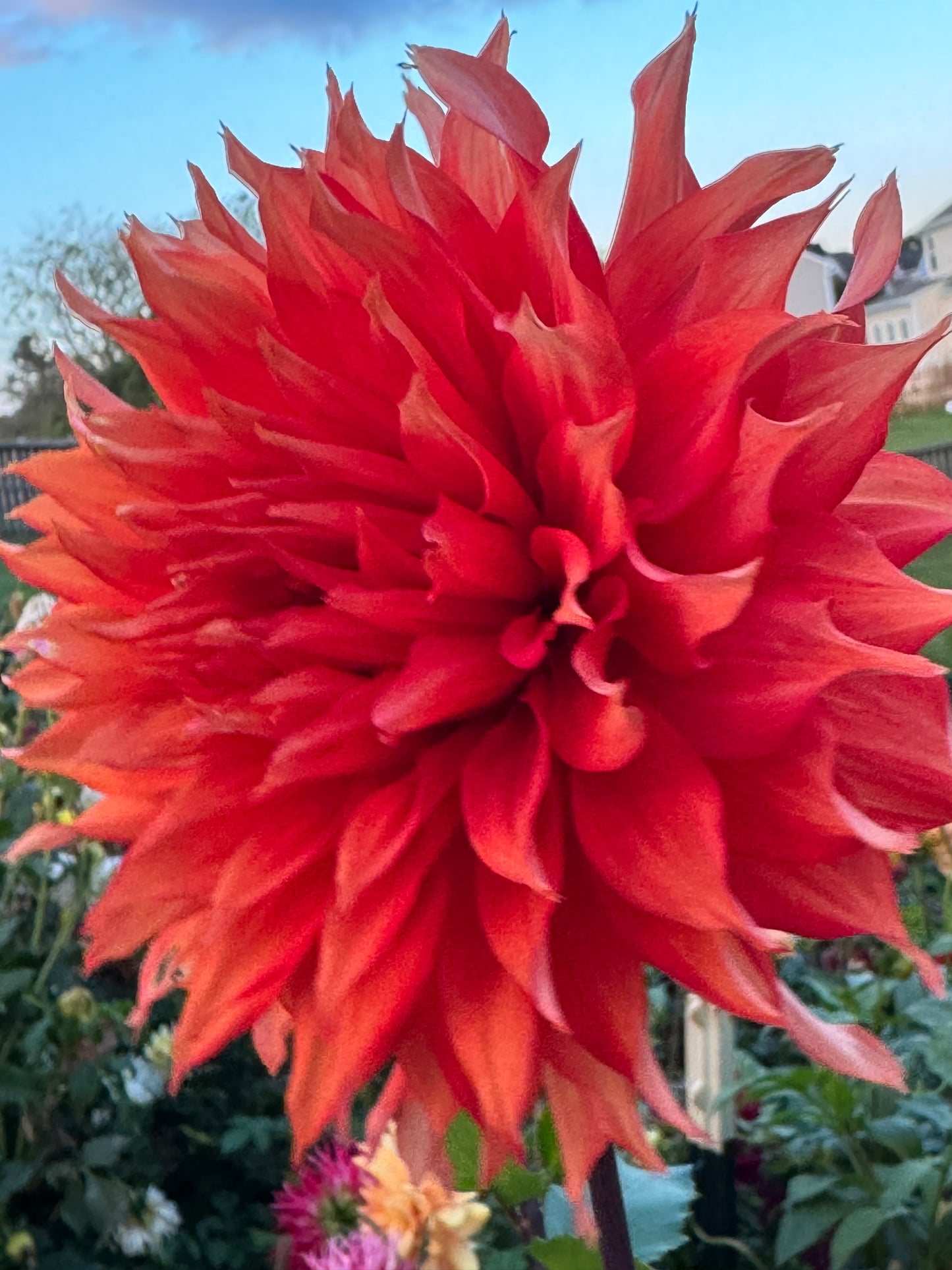 Allen’s Tsunami Dahlia