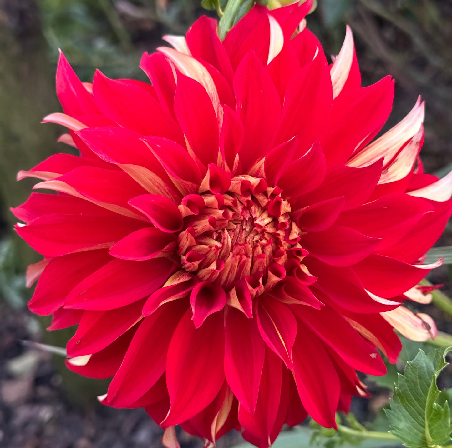 Nick Sr. Dahlia