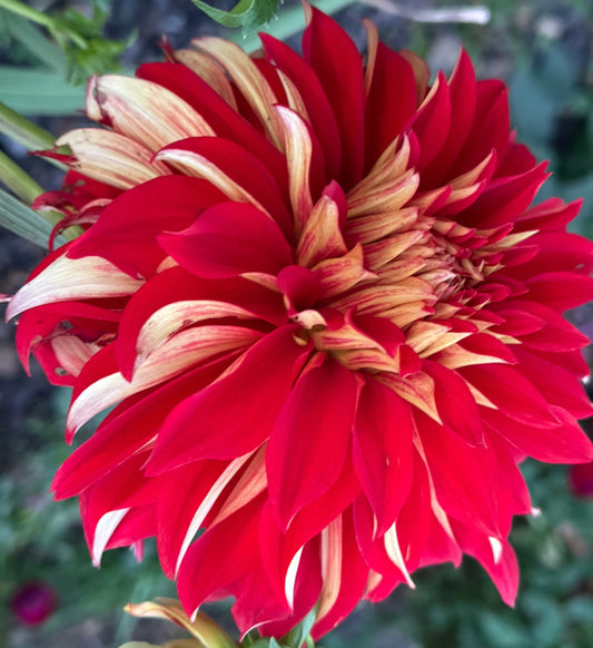 Nick Sr. Dahlia