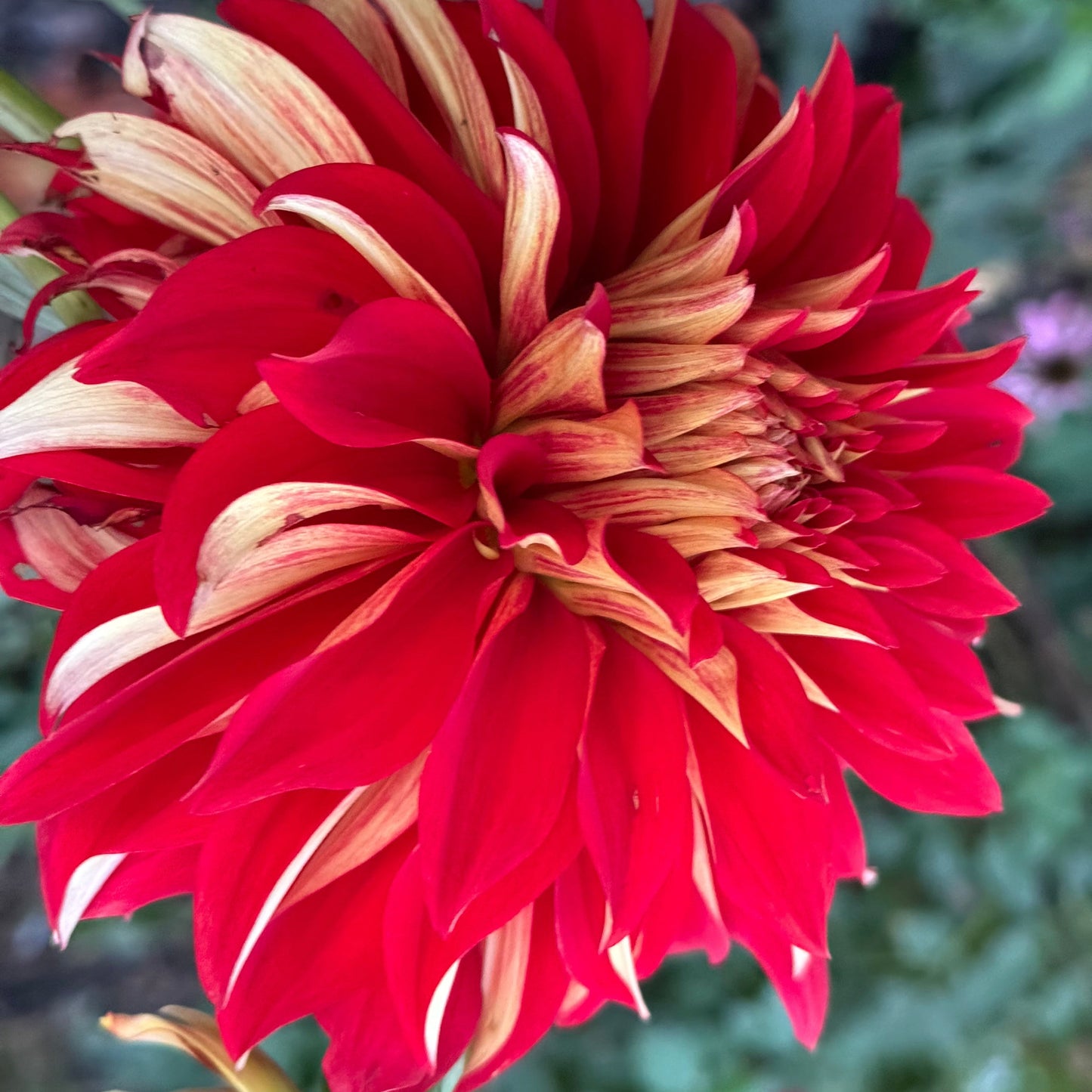 Nick Sr. Dahlia