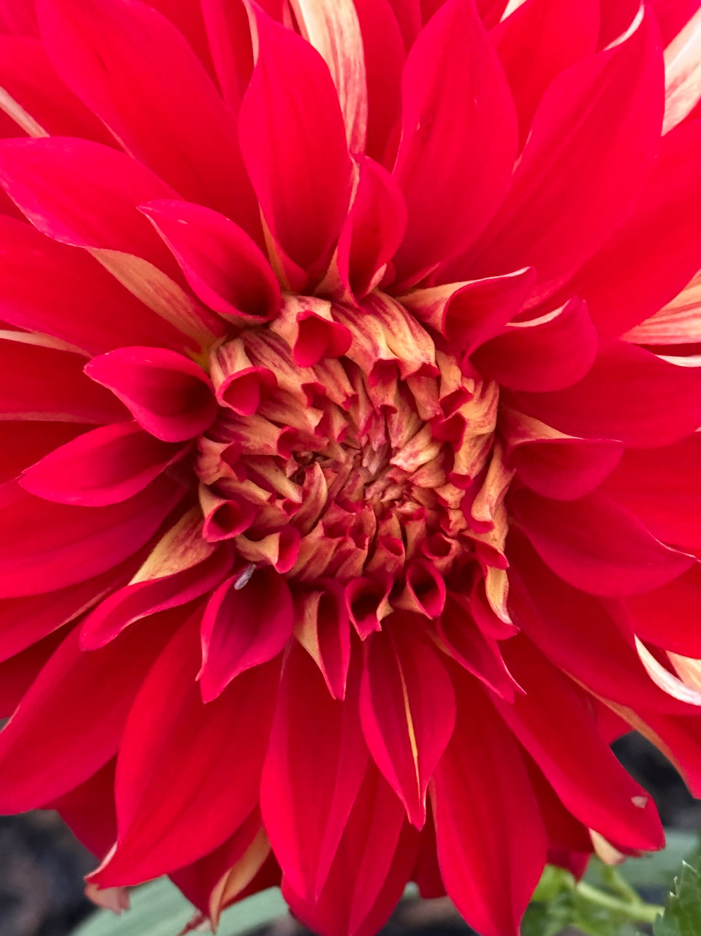 Nick Sr. Dahlia