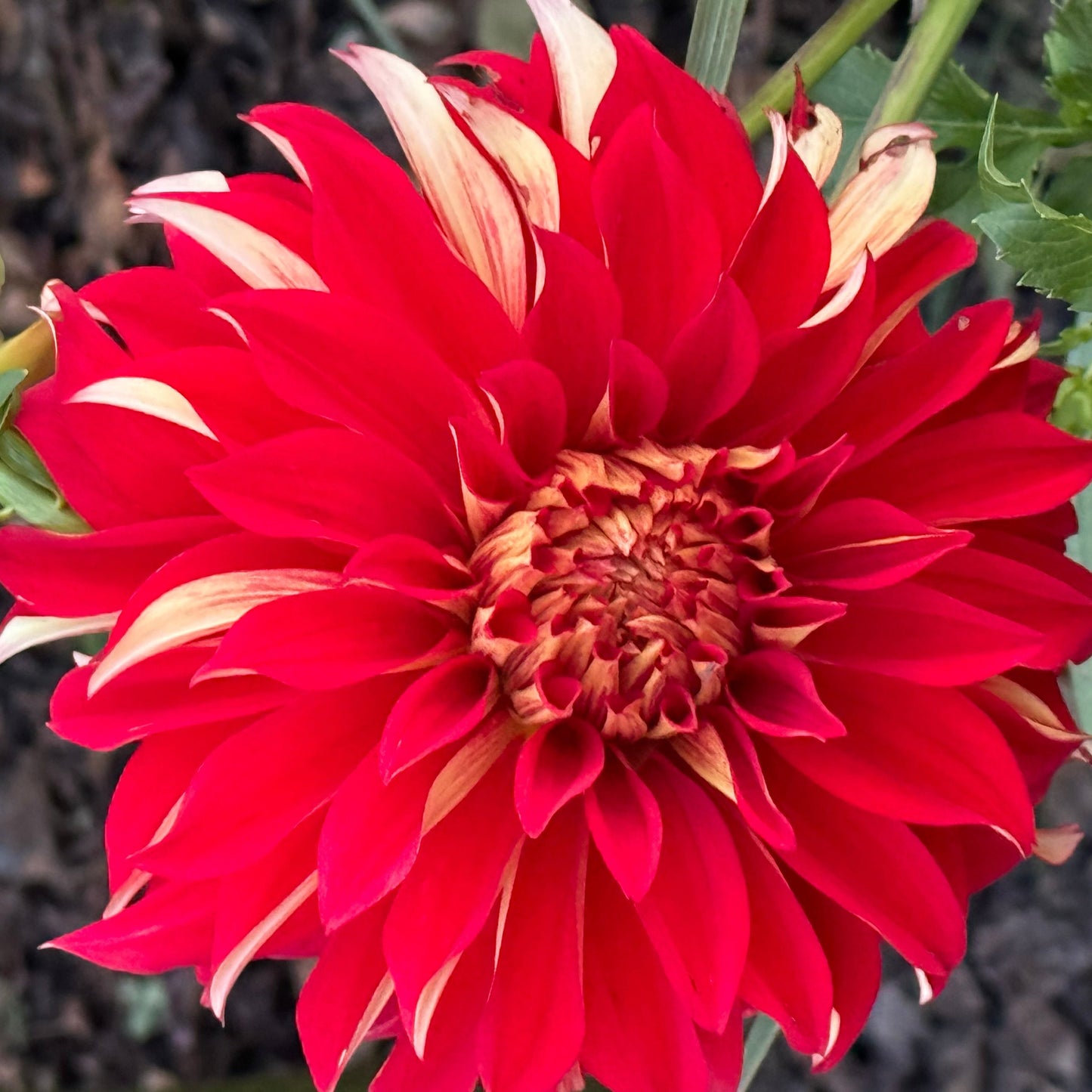 Nick Sr. Dahlia