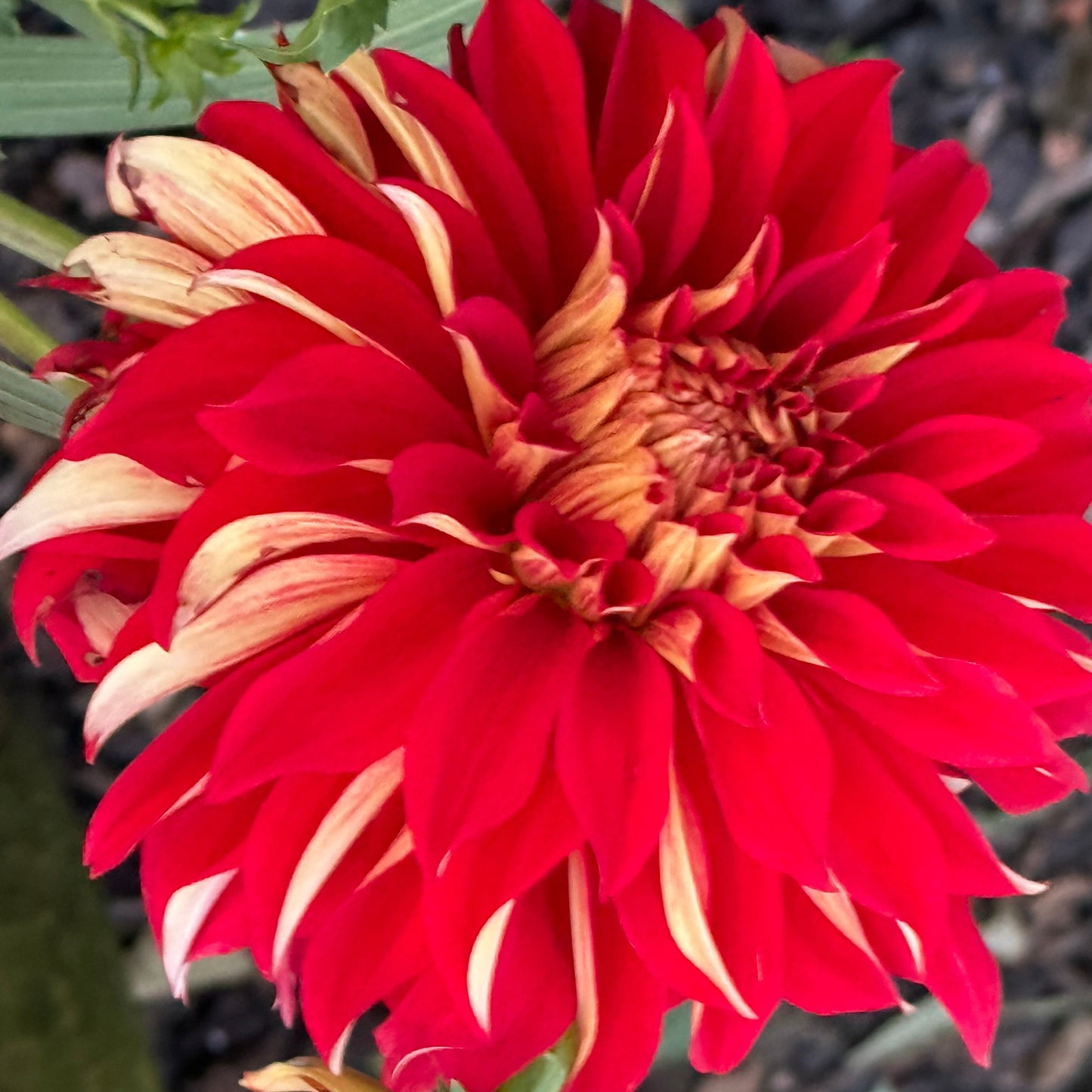 Nick Sr. Dahlia