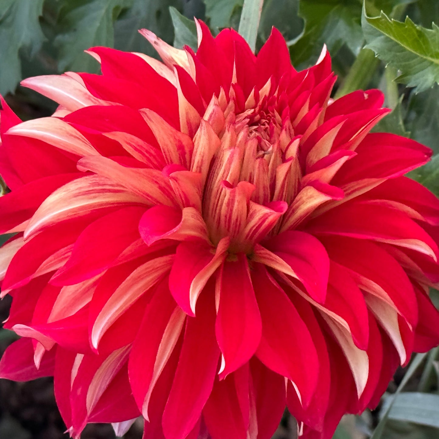 Nick Sr. Dahlia