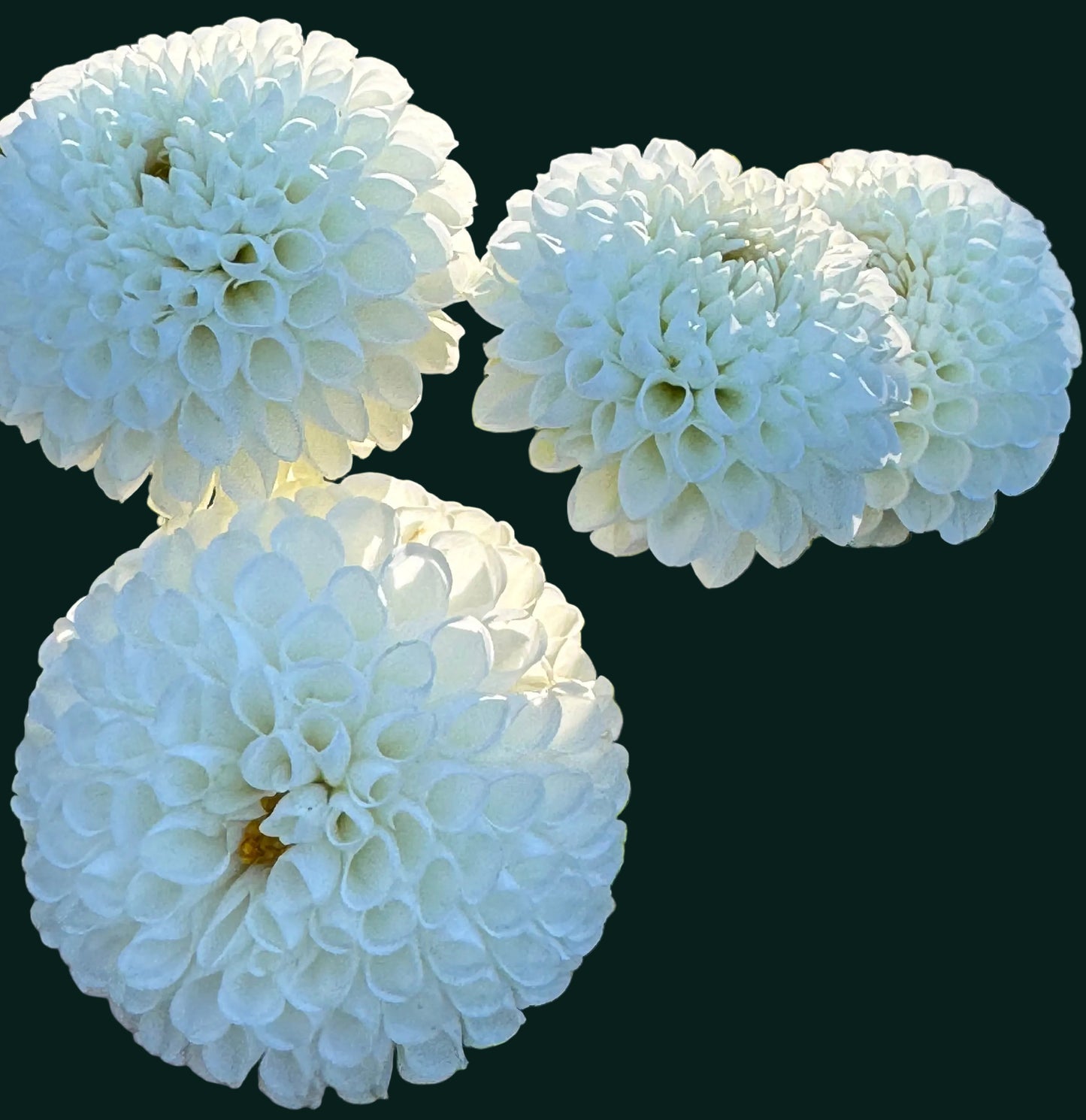 Boom Boom White Dahlia