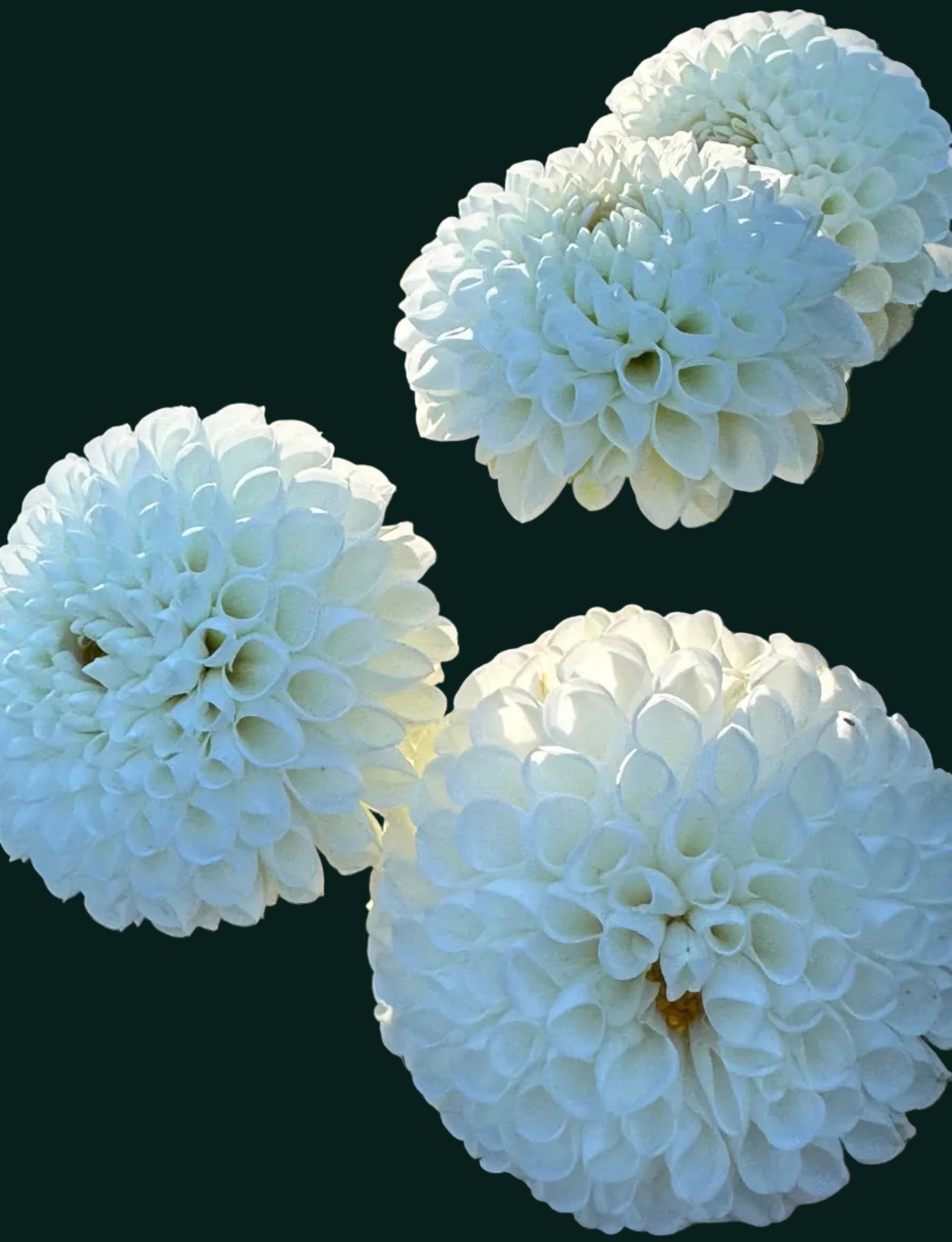 Boom Boom White Dahlia