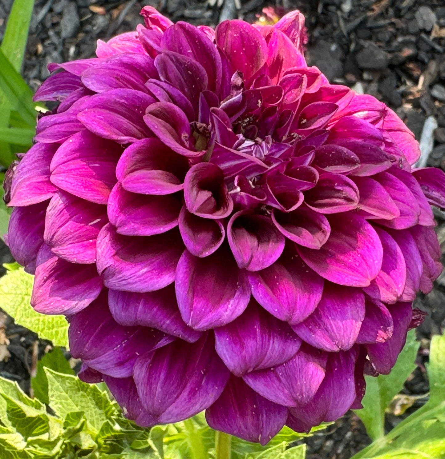 Lynn Slight Dahlia