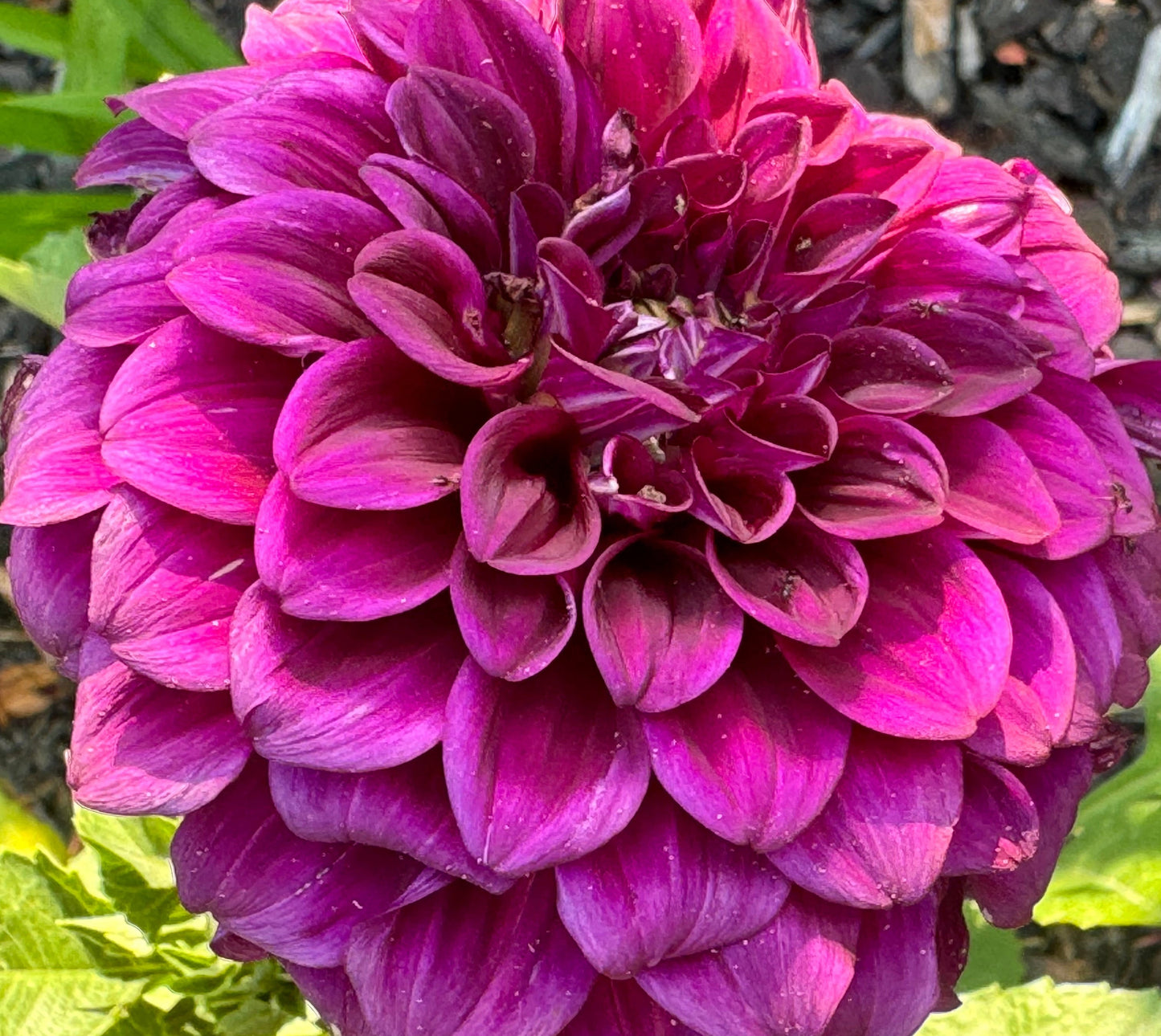 Lynn Slight Dahlia