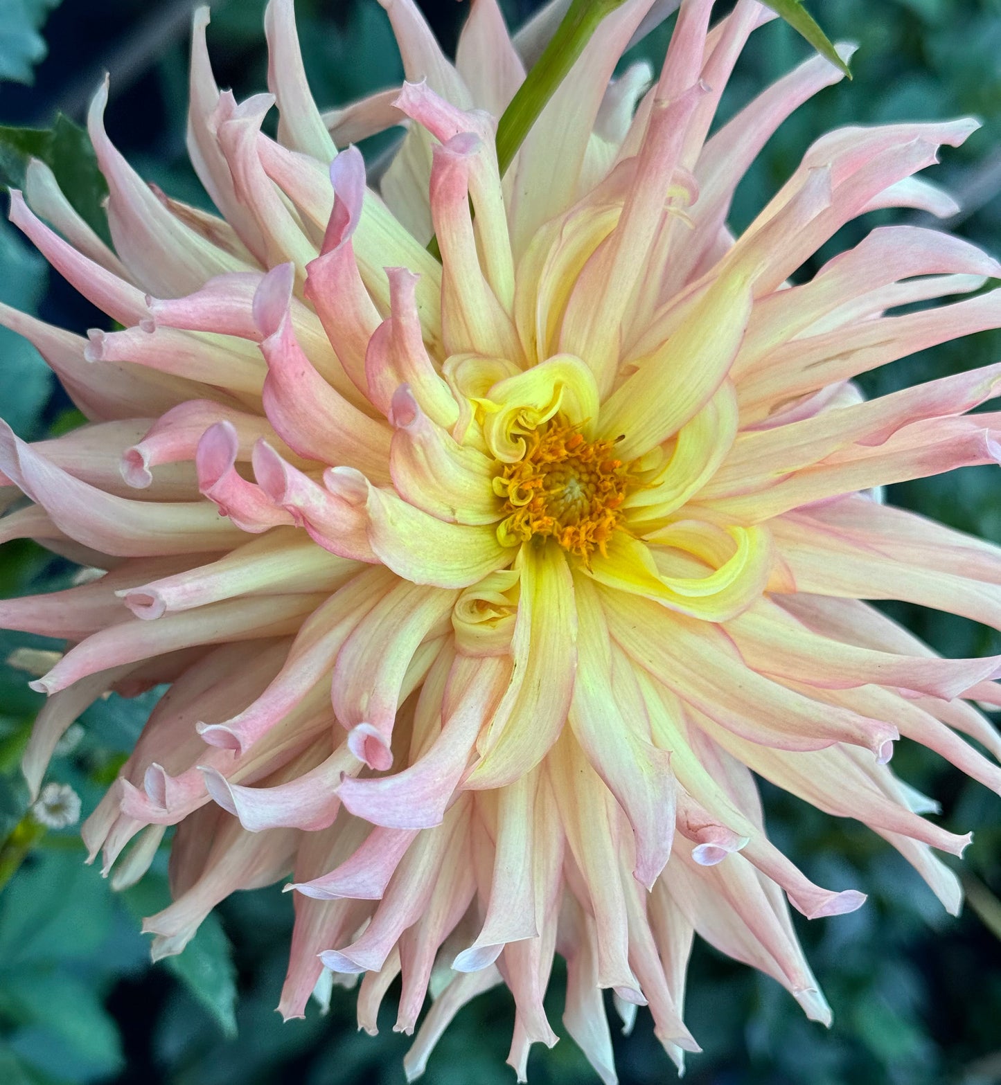 Camano Sitka Dahlia