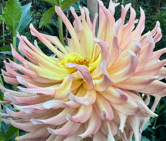 Camano Sitka Dahlia