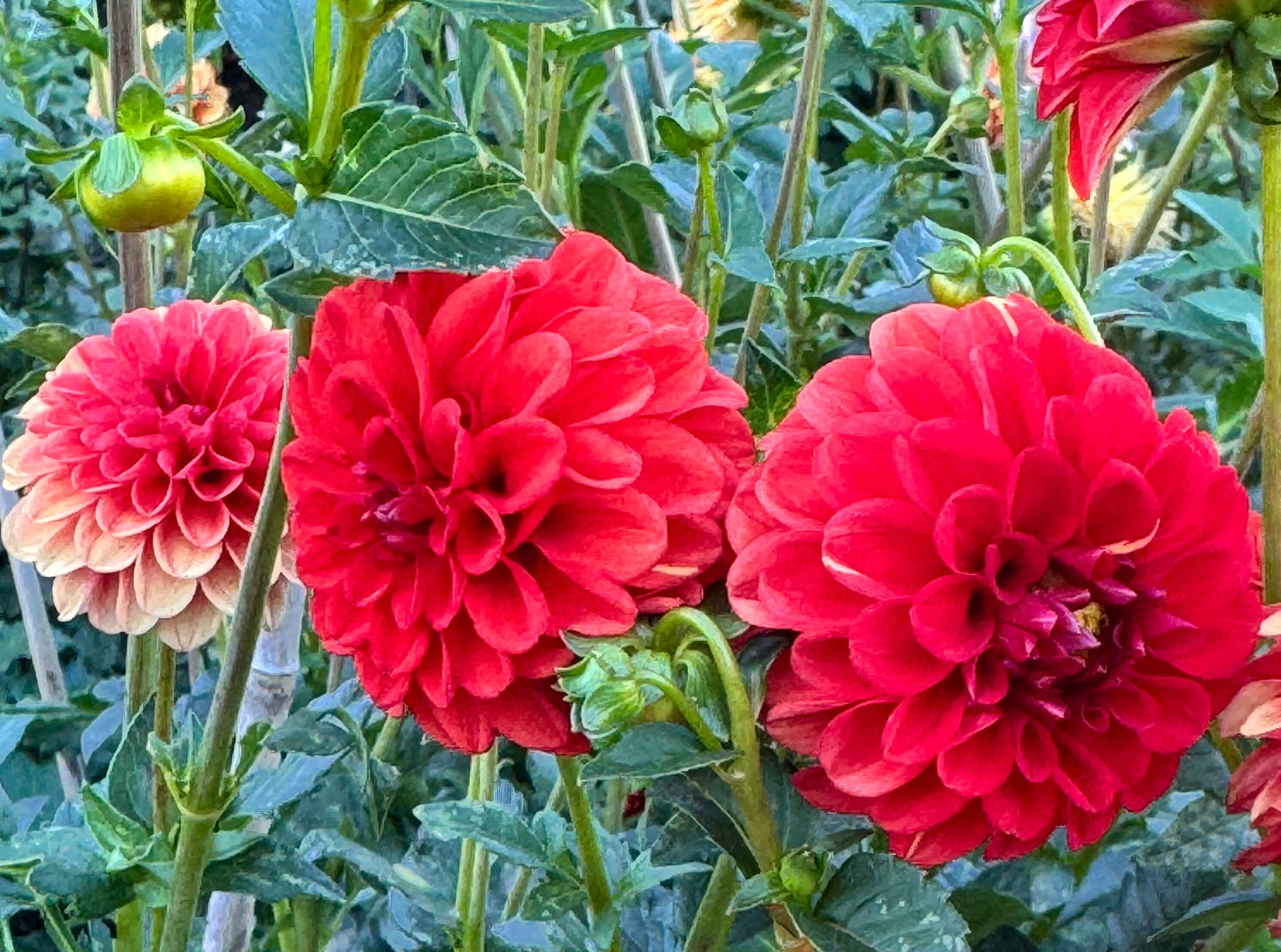 Lollipop Dahlia