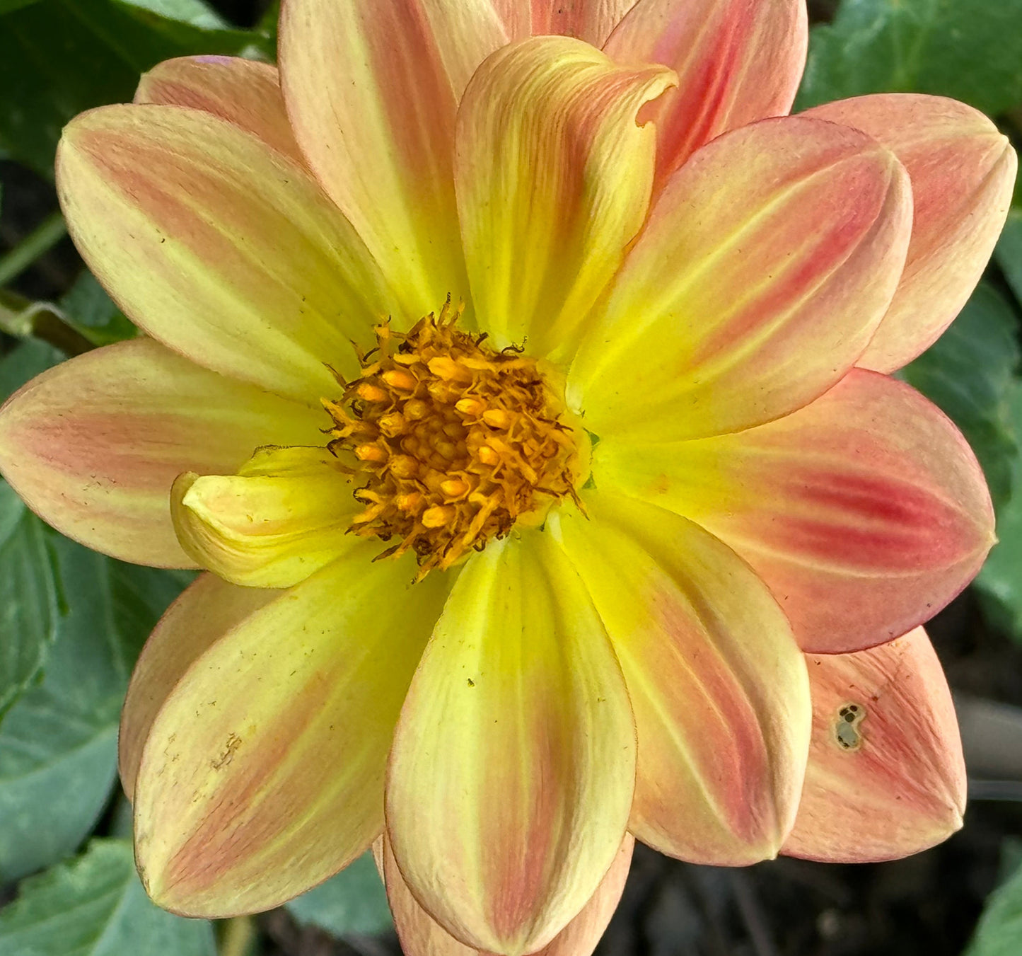 Ocean Sunrise Dahlia