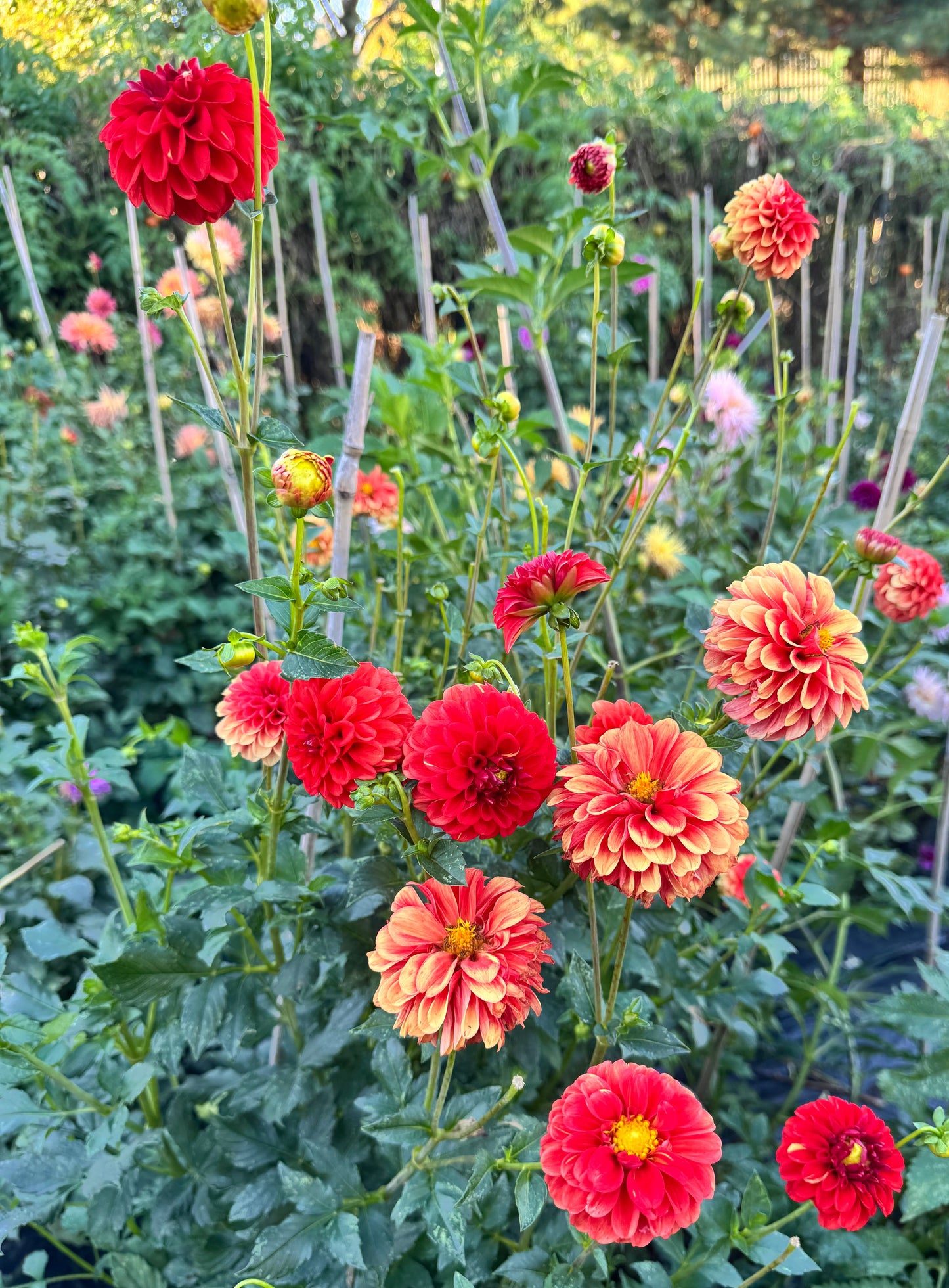 Lollipop Dahlia