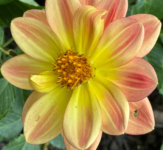 Ocean Sunrise Dahlia