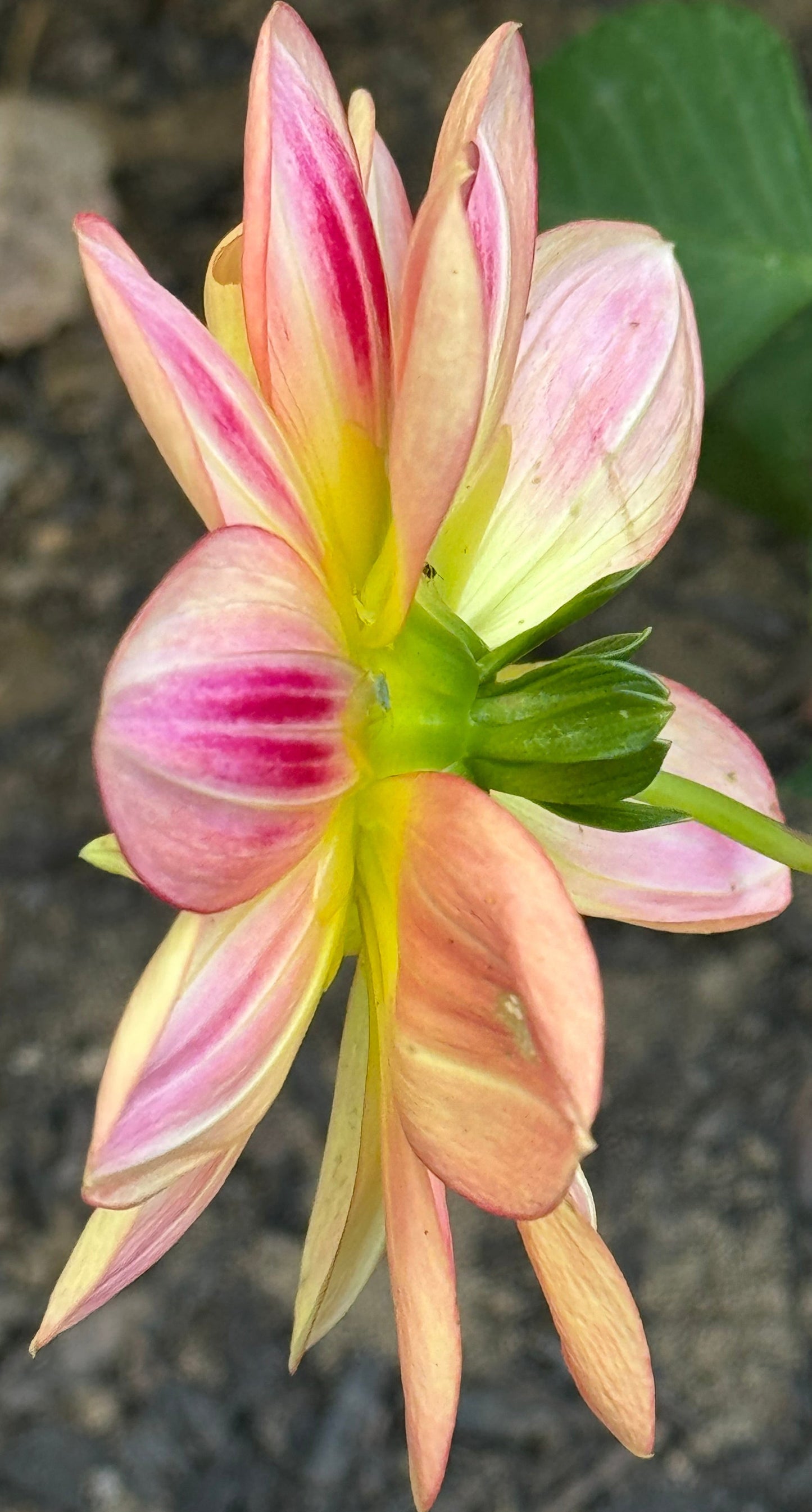 Ocean Sunrise Dahlia