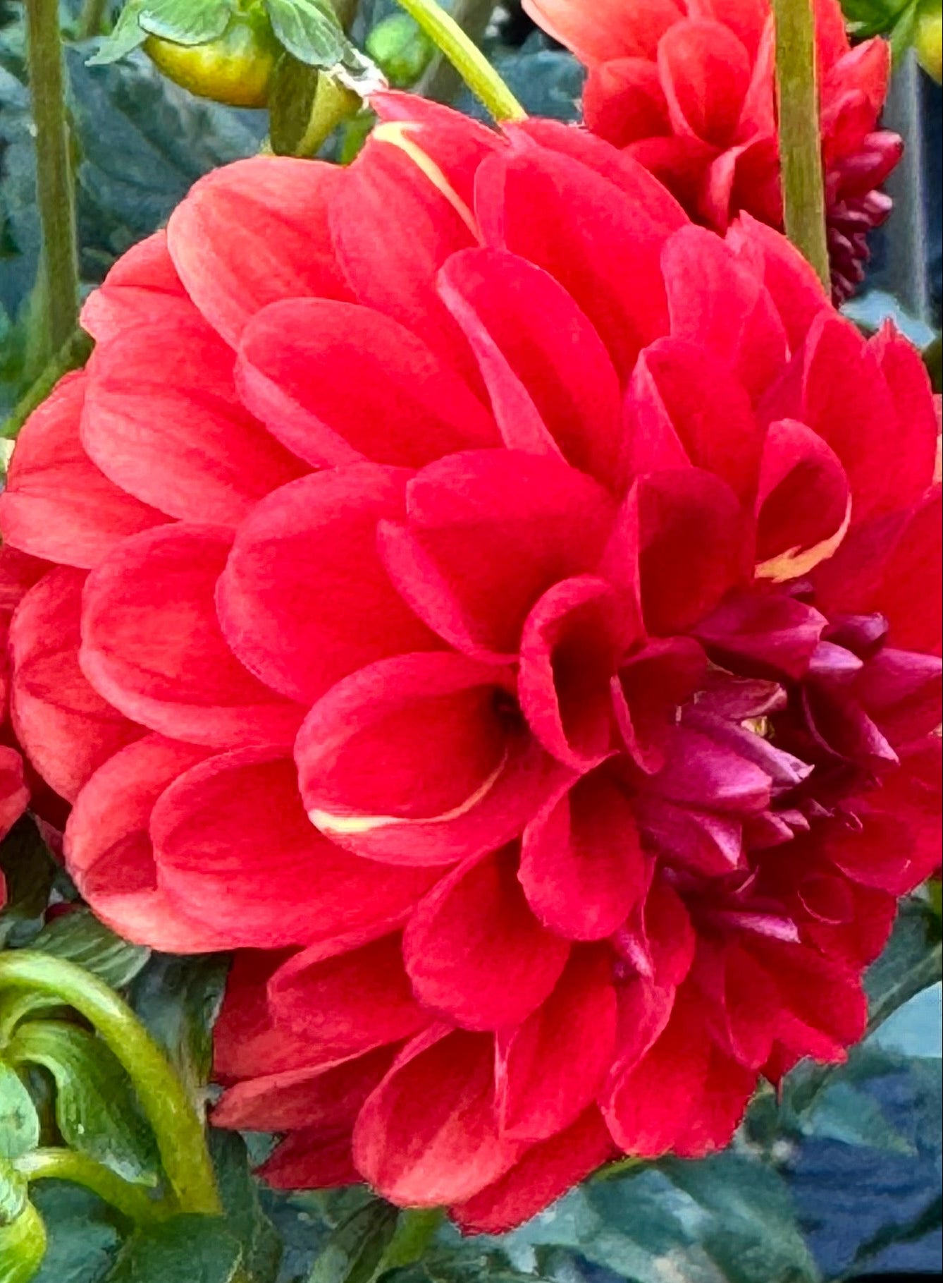 Lollipop Dahlia