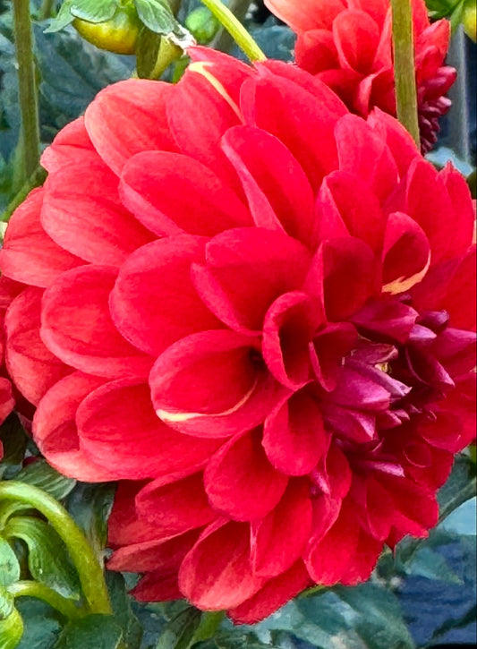 Lollipop Dahlia