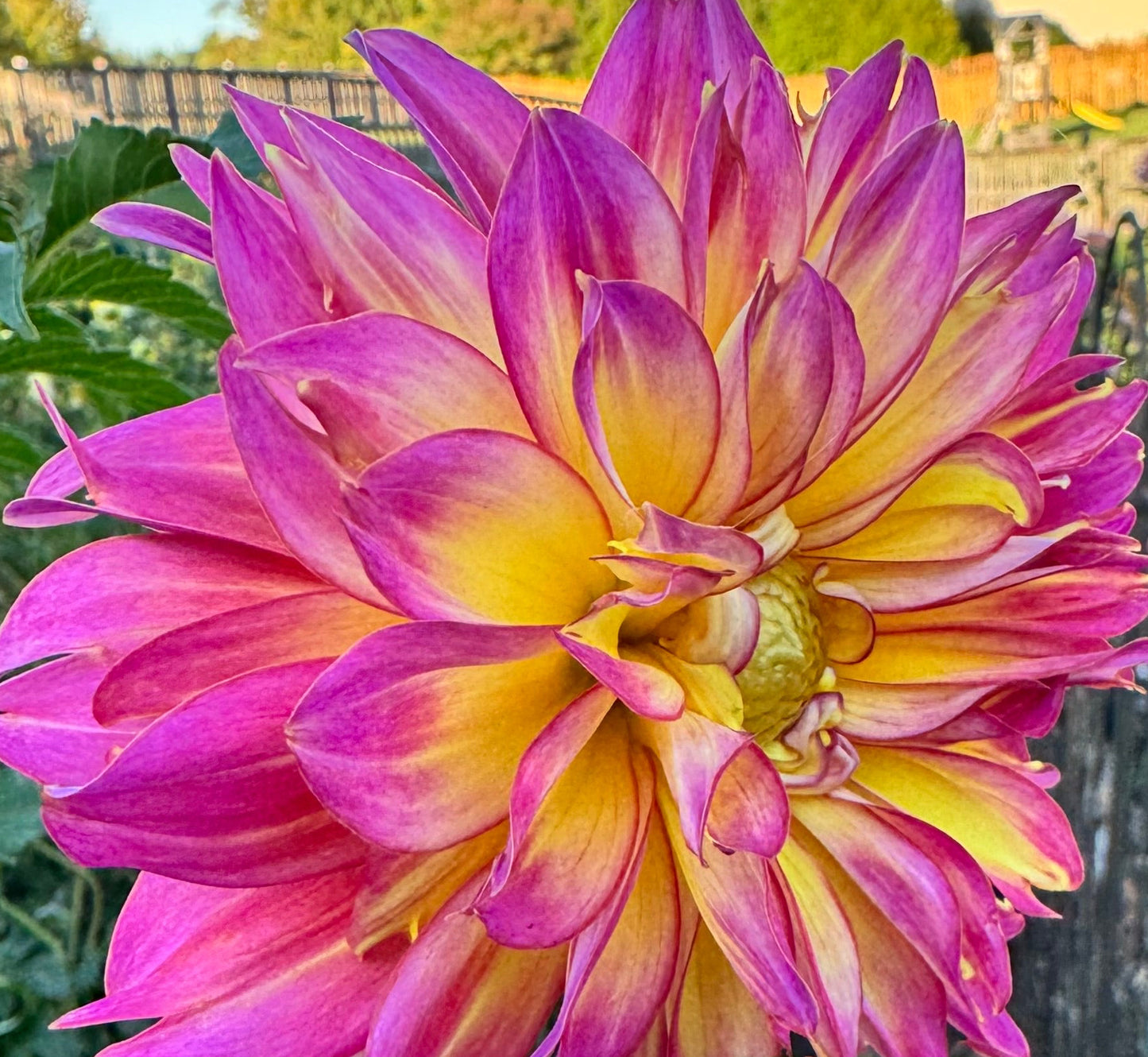 MD’s Easter Egg Dahlia