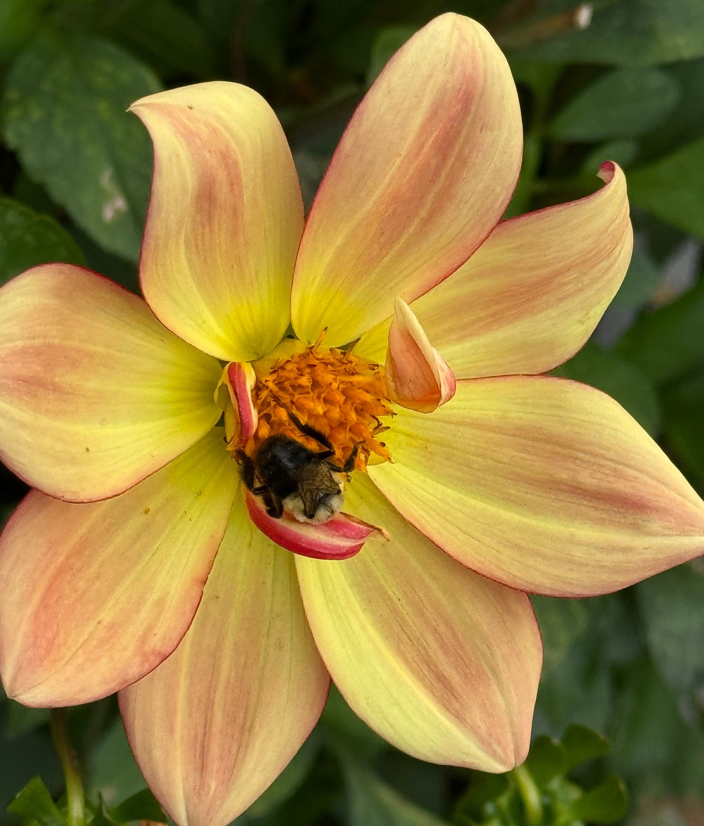 Sun Light Dahlia