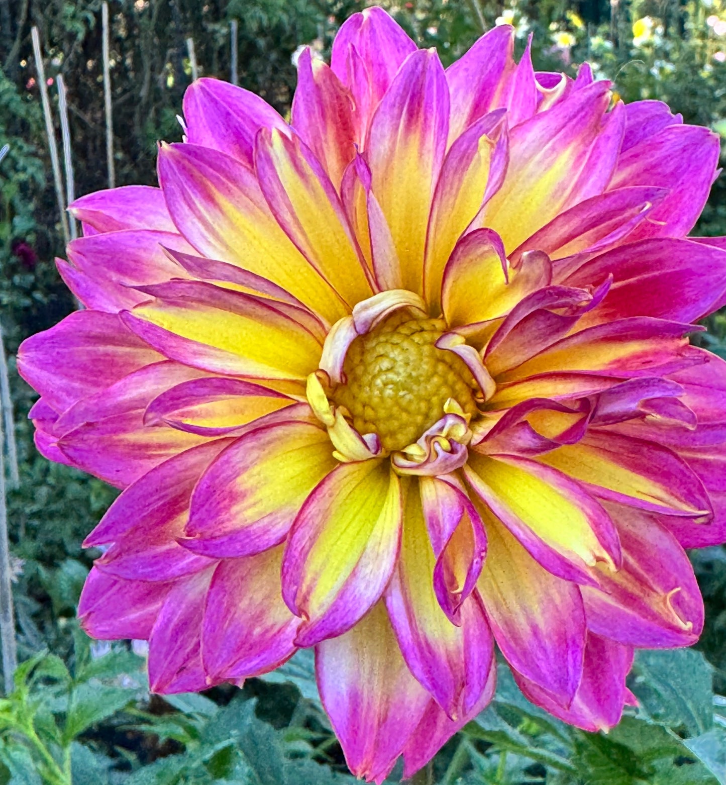 MD’s Easter Egg Dahlia