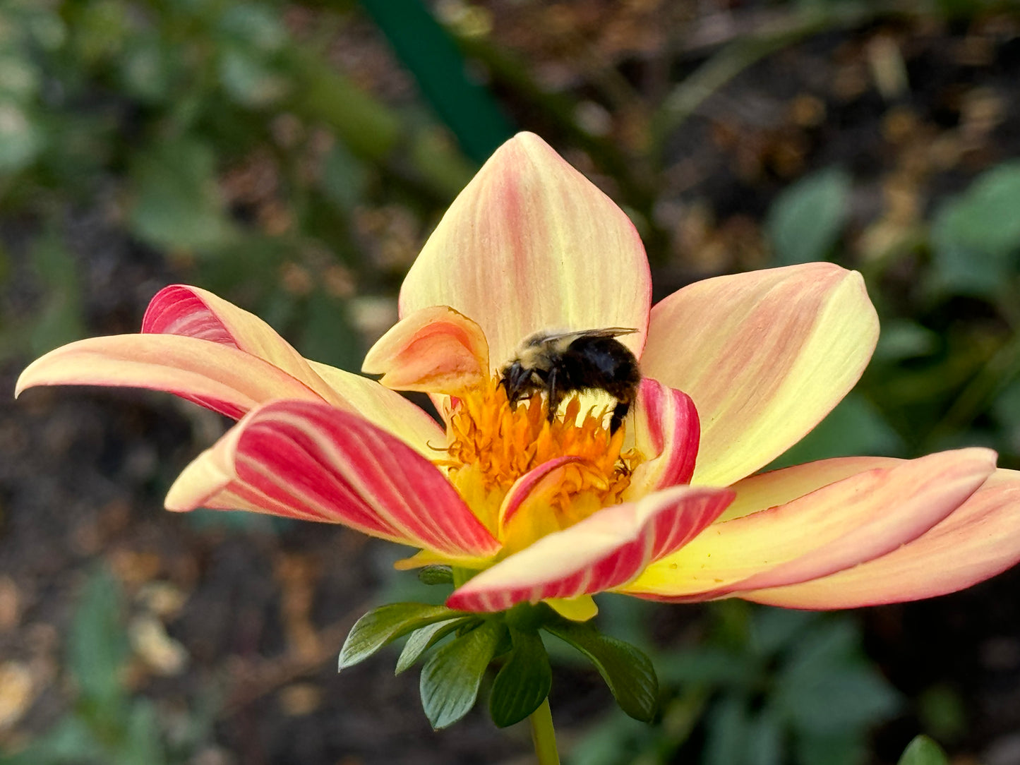 Sun Light Dahlia