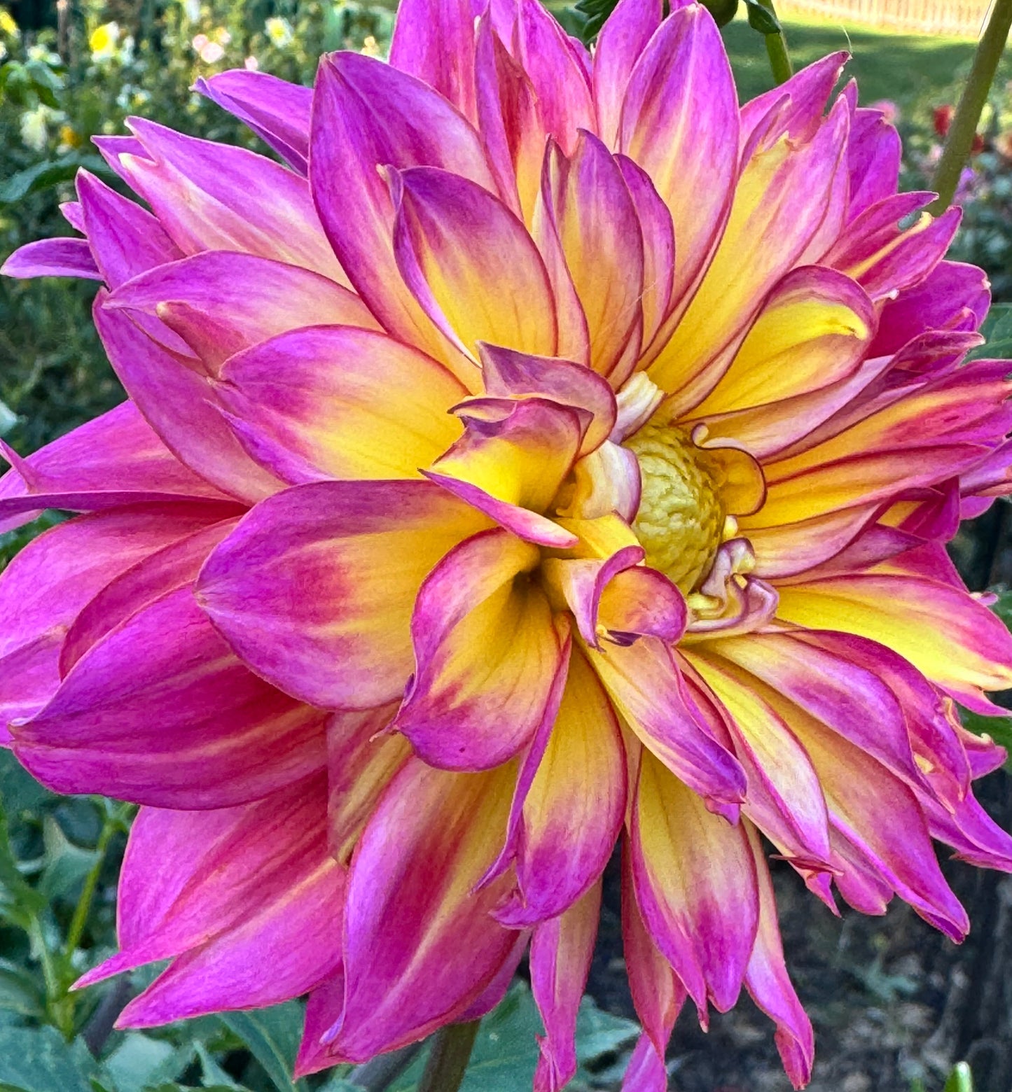 MD’s Easter Egg Dahlia