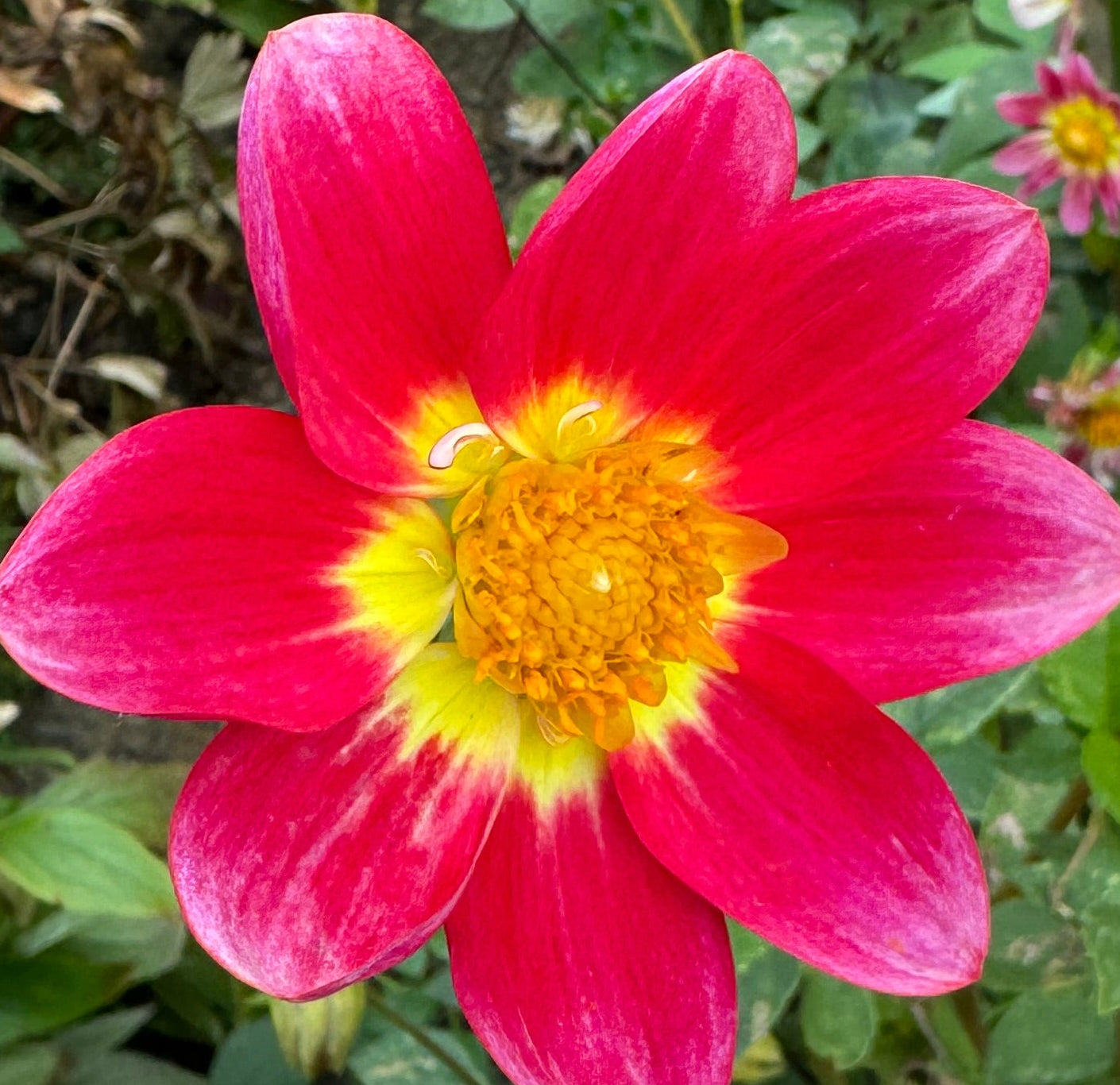 Pink Spring Dahlia