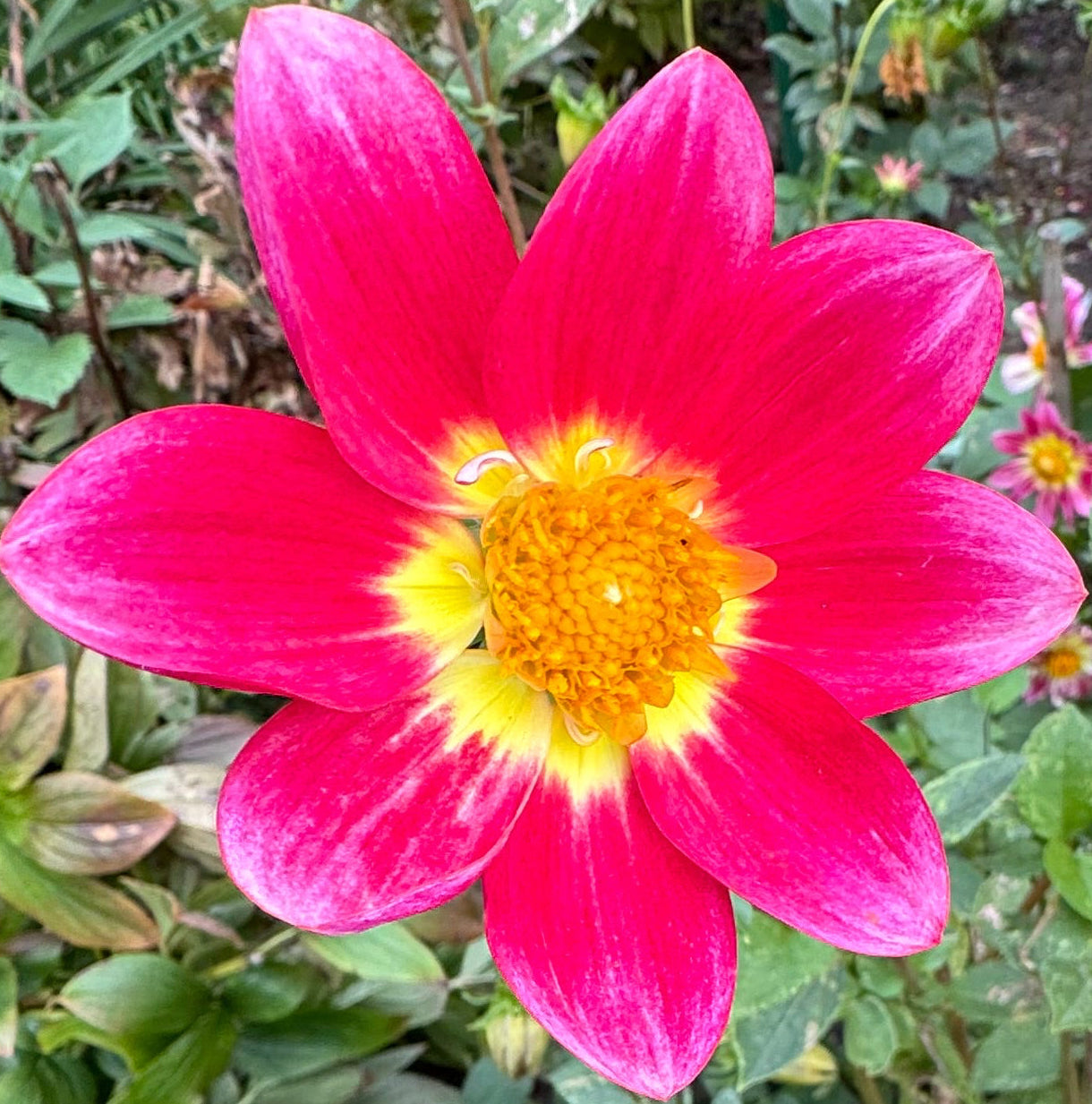 Pink Spring Dahlia