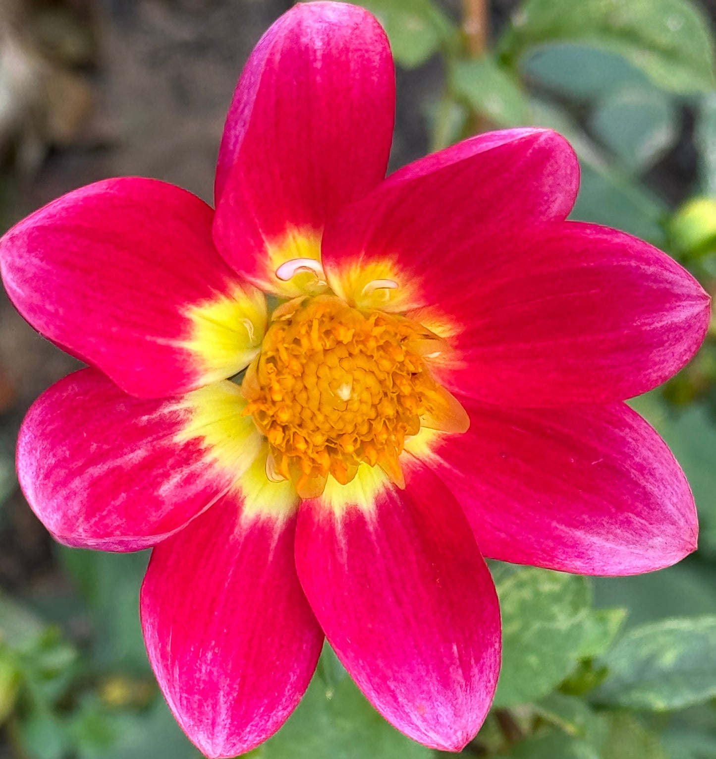 Pink Spring Dahlia