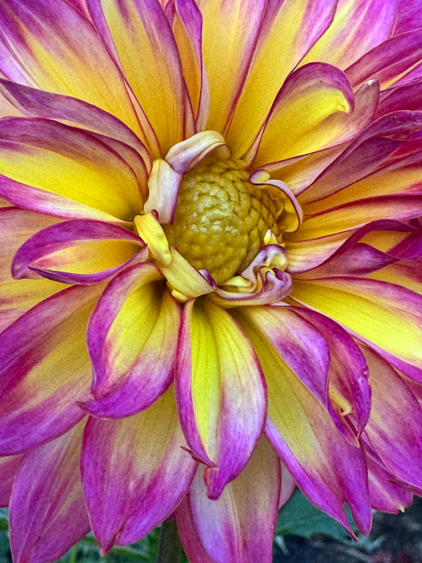 MD’s Easter Egg Dahlia