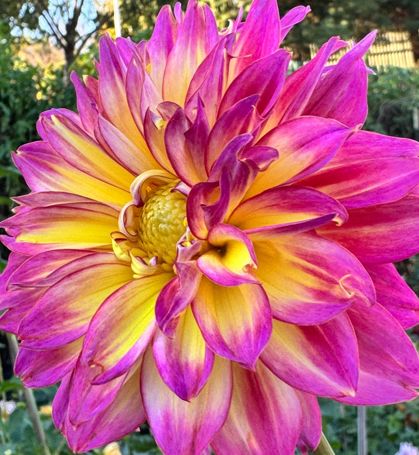 MD’s Easter Egg Dahlia