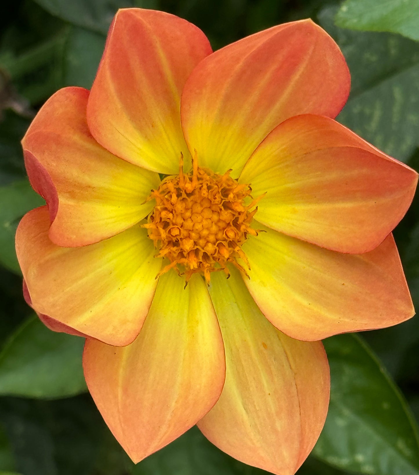 Sweet Mirisa Dahlia