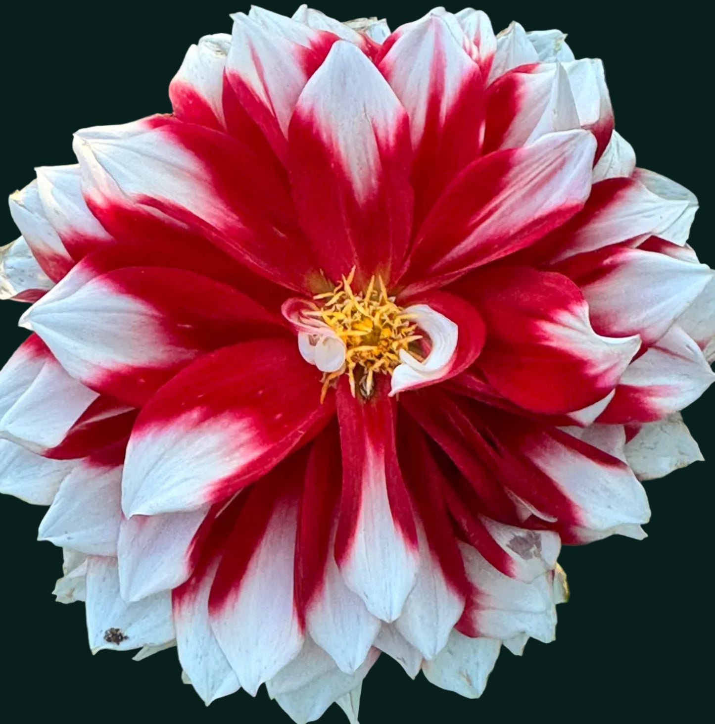 Bernardo Dahlia