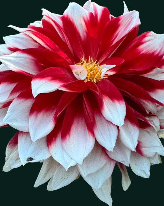 Bernardo Dahlia