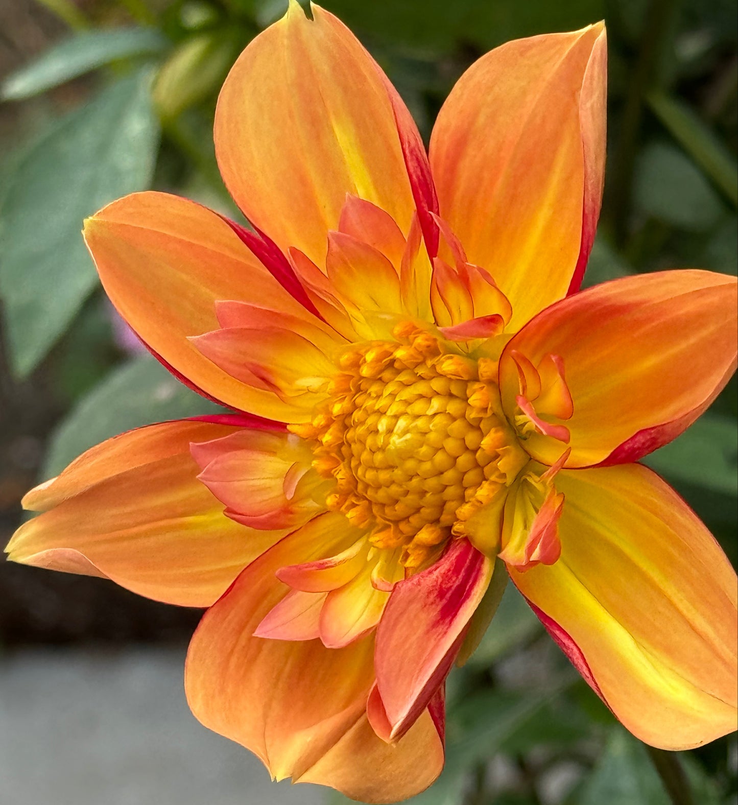 Jessica’s Dream Dahlia