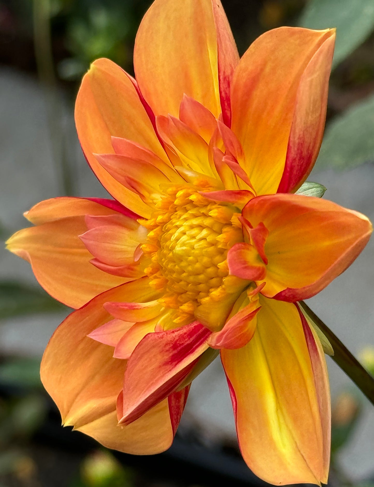 Jessica’s Dream Dahlia