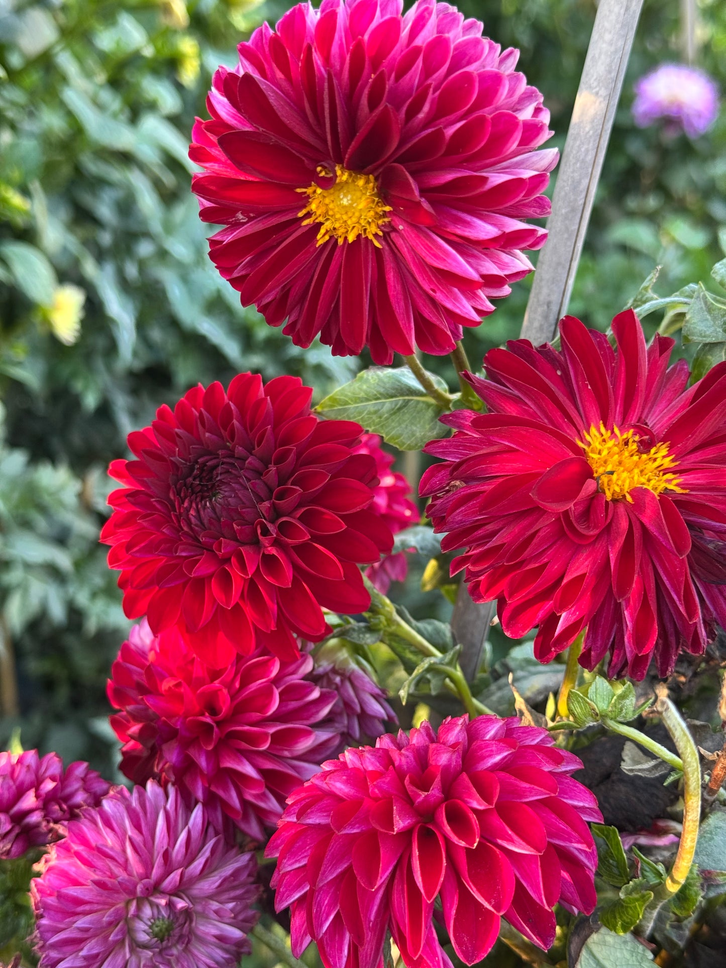 Jowey Rita Dahlia